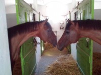 /album/teliver/dozi-es-kis-dozi-jpg/